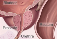 Prostate
